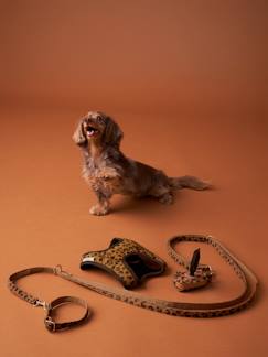 -Hondenwandeling set: harnas + riem + halsband